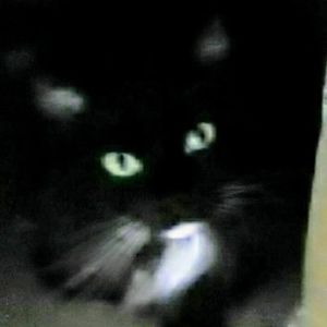 Meet your Posher, Janet